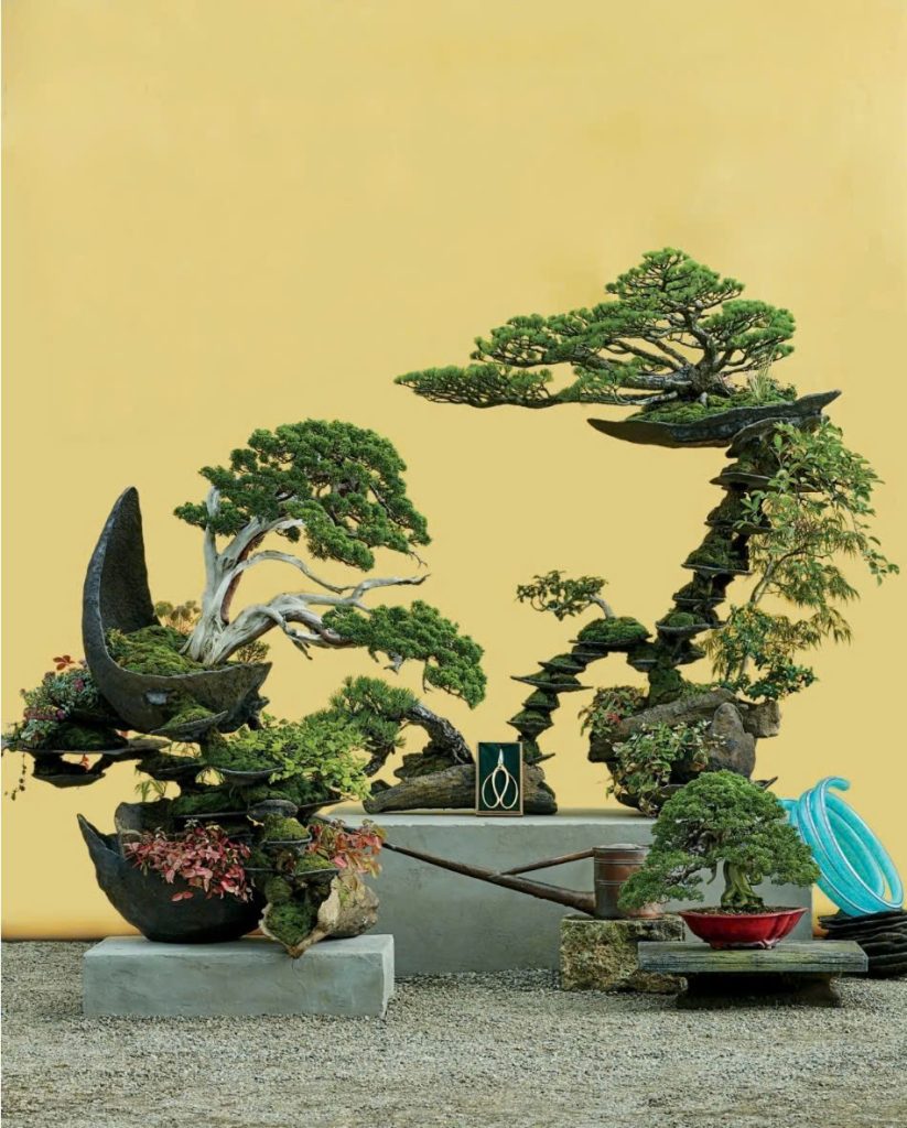 bonsai-chuyen-thang-tram-roi-lai-thang-tram-cua-mot-loai-hinh-nghe-thuat