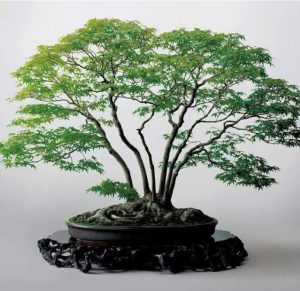 kham-pha-bien-the-kieu-dang-cay-canh-nhieu-than-kabudachi